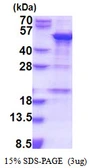 Human SNAP43 protein, His tag. GTX67827-pro
