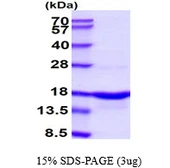 Human alpha Synuclein protein. GTX67830-pro