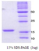 Human alpha Synuclein protein. GTX67831-pro