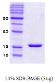 Human alpha Synuclein protein. GTX67833-pro