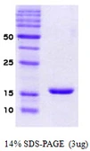Human alpha Synuclein protein. GTX67834-pro