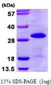 Human SNRPB2 protein, His tag. GTX67838-pro