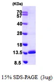 Human SNRPE protein, His tag. GTX67842-pro