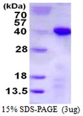 Human TCEA1 protein, His tag. GTX67873-pro