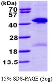 Human TSTA3 protein, His tag. GTX67907-pro