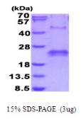 Human VEGF 165 protein, His tag. GTX67937-pro