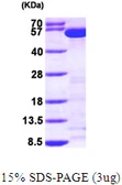 Human Tryptophanyl tRNA synthetase protein, His tag. GTX67939-pro