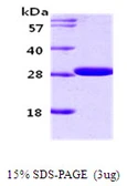 Human 14-3-3 gamma protein. GTX67944-pro