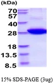 Human 14-3-3 eta protein. GTX67946-pro