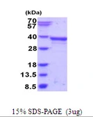 Human PAX8 protein, His tag. GTX67951-pro