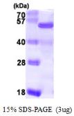 Human NELF-E protein, His tag. GTX67956-pro