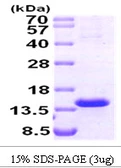 Human TCL1A protein. GTX67964-pro