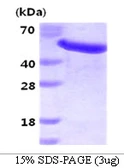 Human GAS7 protein, His tag. GTX67977-pro