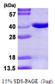 Human Pirin protein, His tag. GTX67978-pro