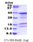 Human PACT protein, His tag. GTX67982-pro