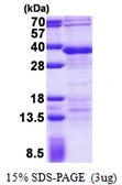 Human RFXANK protein, His tag. GTX67986-pro
