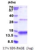 Human 4E-BP3 protein, His tag. GTX67988-pro