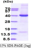 Human EIF3 beta protein, His tag. GTX67992-pro
