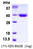 Human Syntaxin 11 protein, His tag. GTX67993-pro