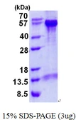 Human Beclin 1 protein, His tag. GTX67994-pro