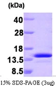 Human PEA15 protein. GTX67995-pro