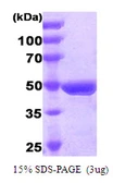 Human FADD protein, GST tag. GTX68002-pro