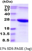 Human SNAP23 protein. GTX68004-pro