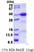 Human FBP2 protein, His tag. GTX68007-pro