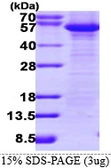 Human FLIP protein. GTX68010-pro