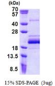 Human BUD31 protein, His tag. GTX68014-pro