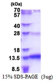 Human SNURF protein, His tag. GTX68017-pro
