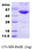 Human UBA3 protein, His tag. GTX68021-pro