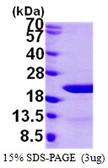 Human EIF1AY protein, His tag. GTX68025-pro