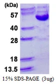 Human Cyclin B2 protein, His tag. GTX68030-pro