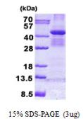 Human BUB3 protein, His tag. GTX68032-pro