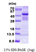 Human BUB3 protein, His tag. GTX68032-pro