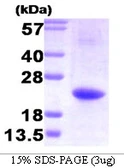 Human IL32 protein, His tag. GTX68037-pro