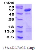 Human Cytohesin 1 protein, His tag. GTX68041-pro