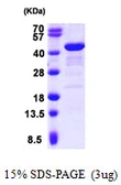 Human GRAP2 protein, His tag. GTX68052-pro