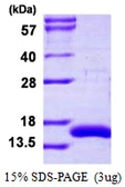 Human CRIPT protein, His tag. GTX68054-pro