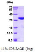 Human GSTO1 protein. GTX68059-pro