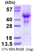 Human HOMER2 protein, His tag. GTX68062-pro