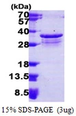 Human PSMF1 protein, His tag. GTX68068-pro