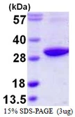 Human RAB3D protein, His tag. GTX68077-pro
