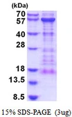 Human KIAA0513 protein, His tag. GTX68088-pro
