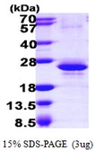 Human RBM8A protein, His tag. GTX68095-pro