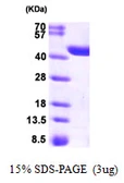 Human CRYZL1 protein, His tag. GTX68097-pro