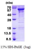 Human TANK protein, His tag. GTX68102-pro