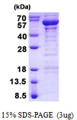 Human TANK protein, His tag. GTX68102-pro