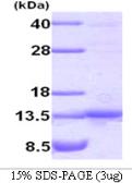 Human TANK protein. GTX68103-pro